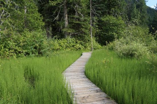 Skunk Cabbage Boardwalk